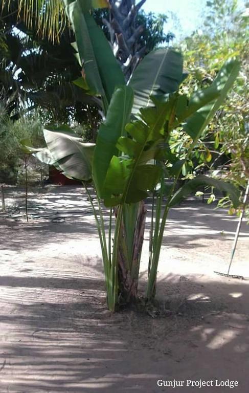 The Gunjur Project Lodge ภายนอก รูปภาพ